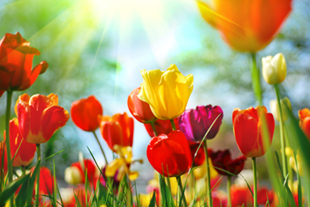 Springtime Flower Delivery In Ireland Uk